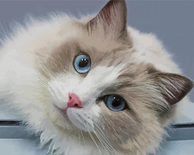 Cute Ragdoll Cat Painting By Numberss.png