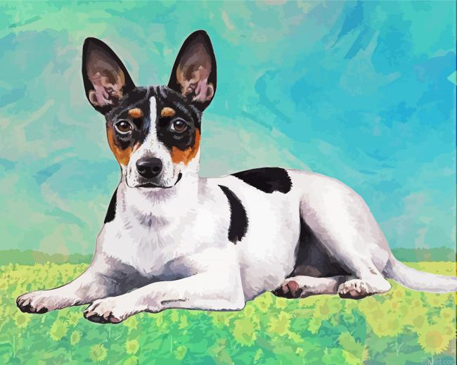 Cute Rat Terrier Painting By Numberss.png