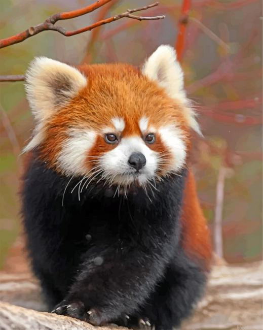 Cute Red Panda Painting By Numberss.png
