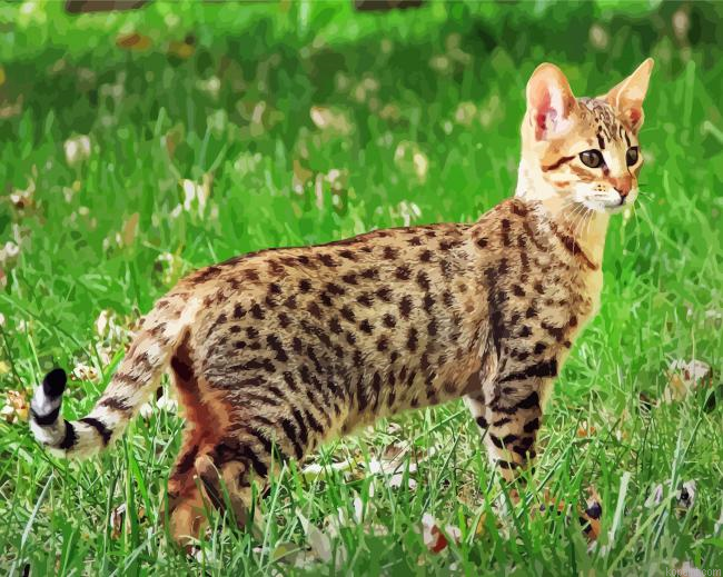 Cute Savannah Cat Animal Paint By Numbers