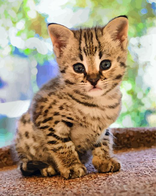 Cute Savannah Kittenn Painting By Numberss.png