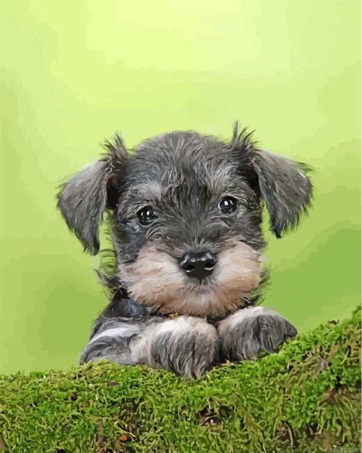 Cute Schnauzer Painting By Numberss.png