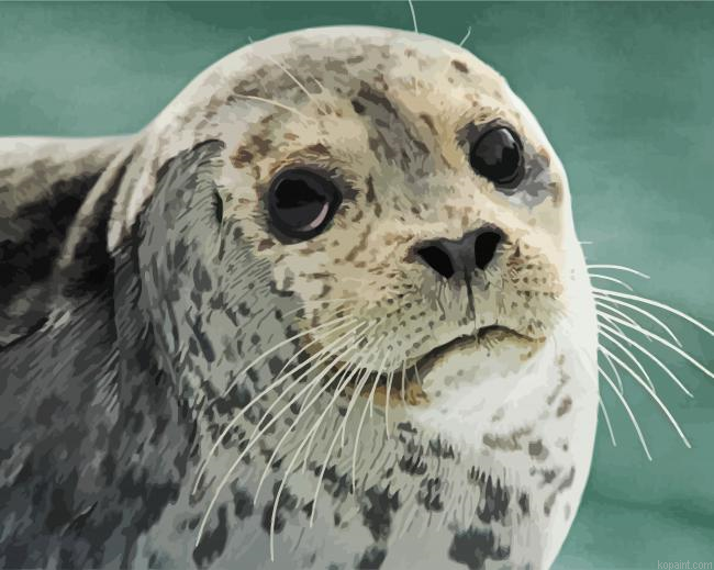 Cute Seal Face Animal Painting By Numberss.png