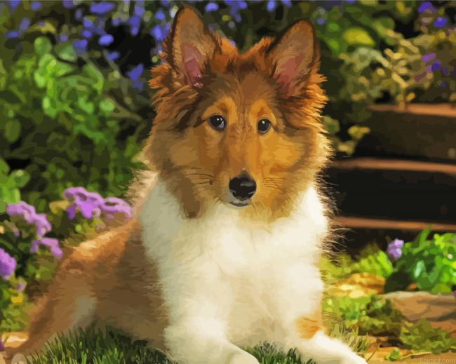 Cute Sheepdog Animal Painting By Numberss.png