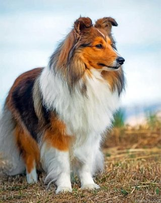 Cute Sheltie Painting By Numberss.png
