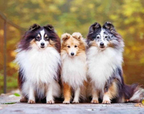 Cute Shelties Dogs Painting By Numberss.png