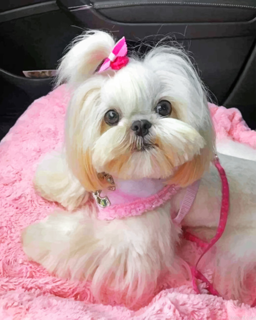 Cute Shih Tzu Painting By Numberss.png