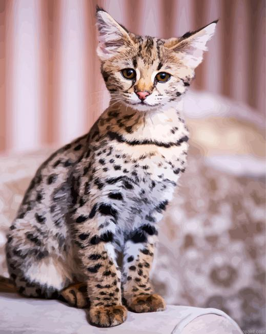 Cute Small Savannah Cat Animal Painting By Numberss.png