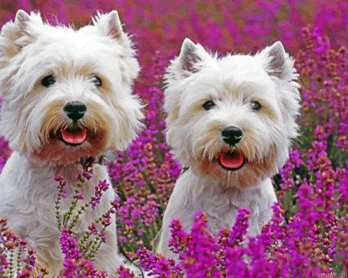 Cute West Highland Terriers Painting By Numberss.png