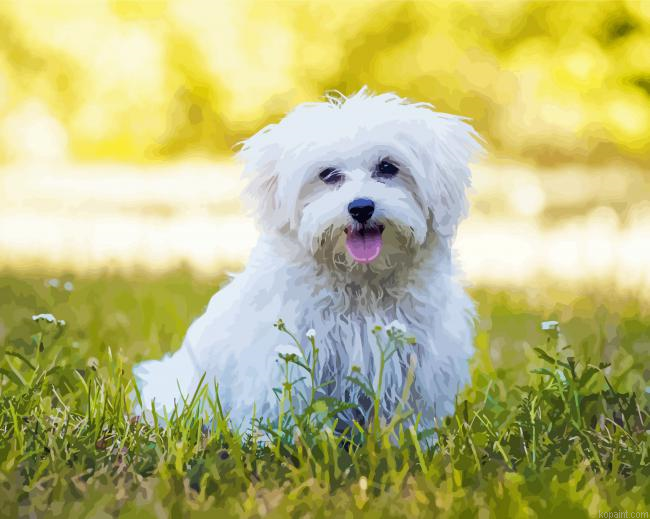 Cute White Maltese Dog Animals Painting By Numberss.png