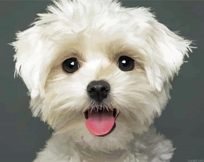 Cute White Maltese Dog Painting By Numberss.png