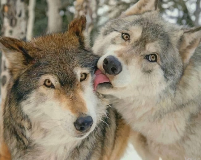 Cute Wolves New Painting By Numberss.png