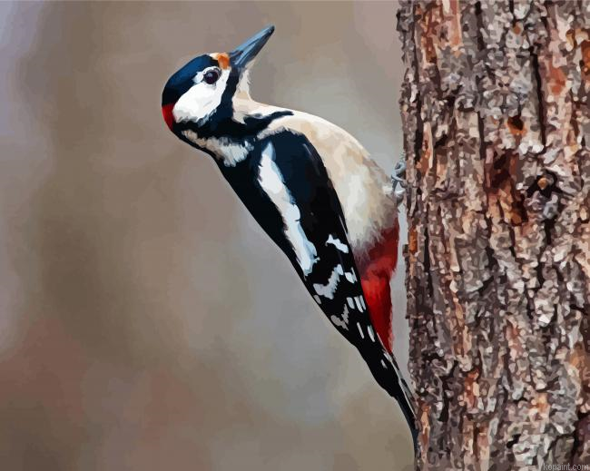 Cute Woodpecker Bird Painting By Numberss.png