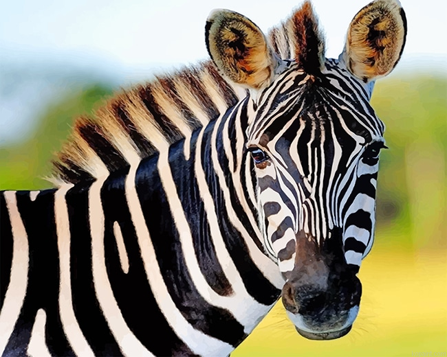 Cute Zebra New Painting By Numberss.png