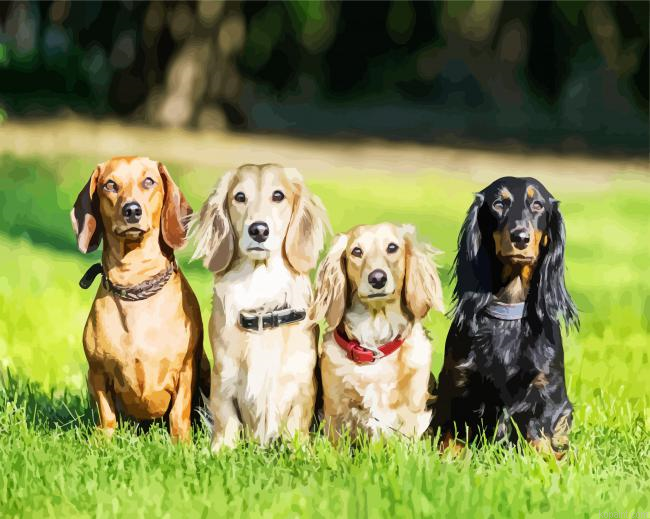 Dachshunds Dogs Paint By Numbers.png
