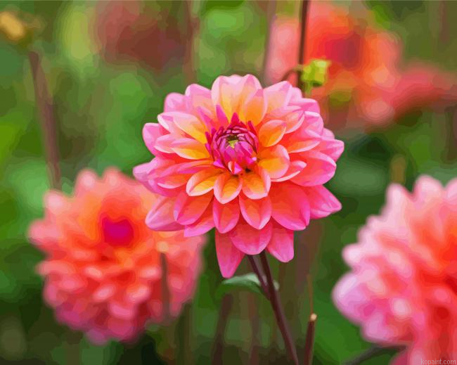 Dahlia Coral Flowers Paint By Numbers