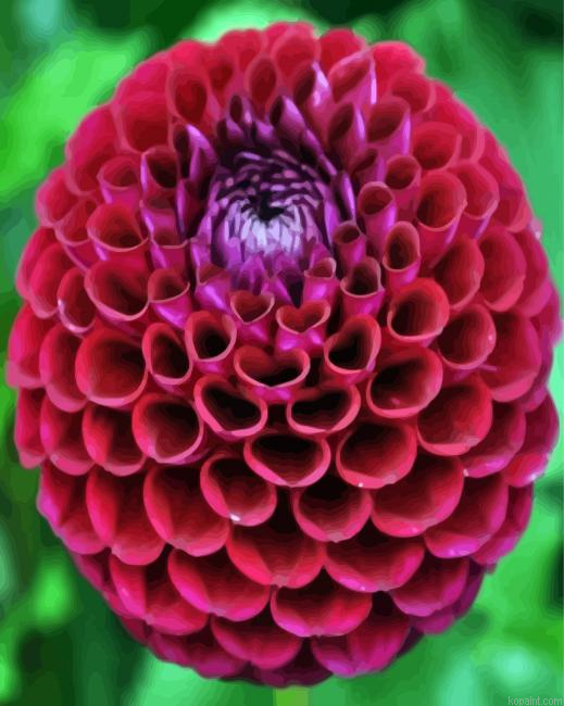 Dahlia Red Flower Paint By Numbers