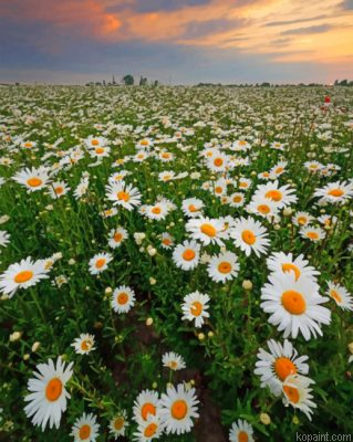 Daisy Field Painting By Numberss.png