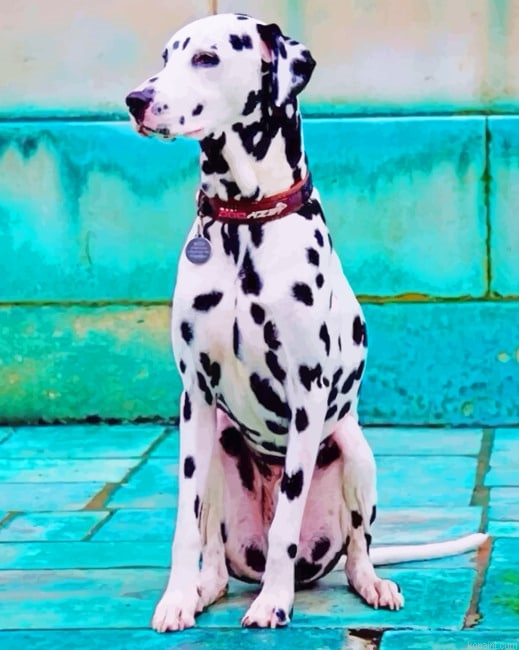 Dalmatian Dog New Painting By Numberss.png