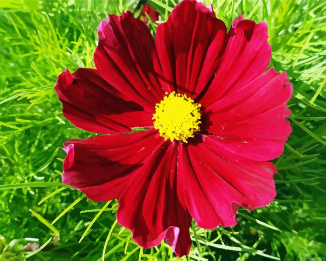 Dark Red Cosmos Paint by Numbers
