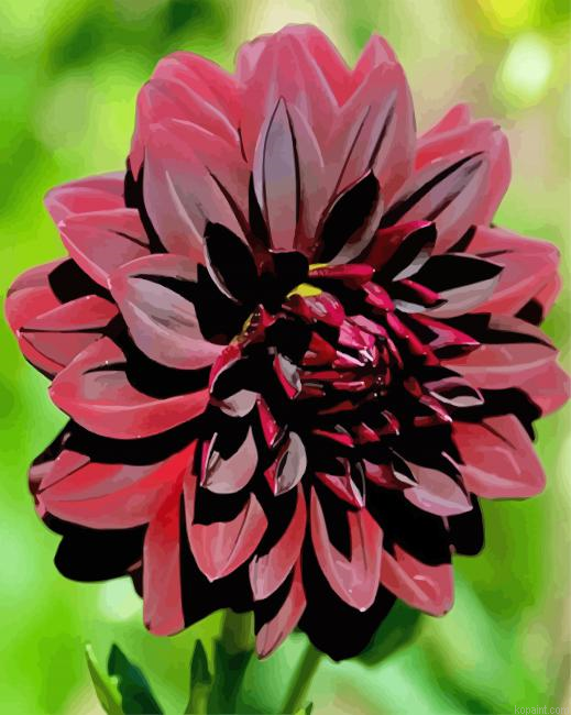 Dark Red Dahlia Painting By Numberss.png