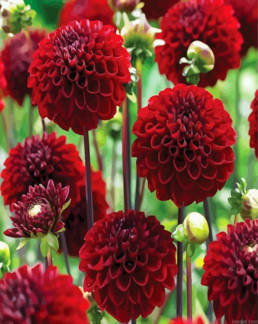 Dark Red Dahlias Painting By Numberss.png