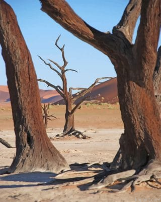 Dead Tree Desert Painting By Numberss.png