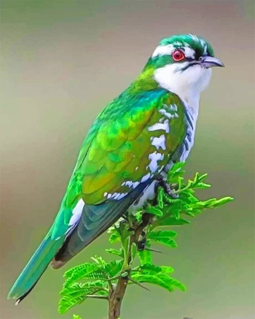 Diederik Cuckoo Bird New Painting By Numberss.png