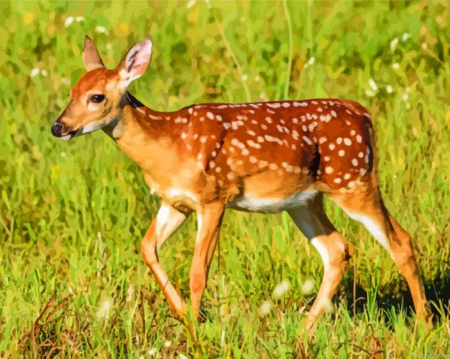 Doe Animal Painting By Numberss.png