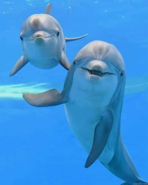 Dolphins New Painting By Numberss.png
