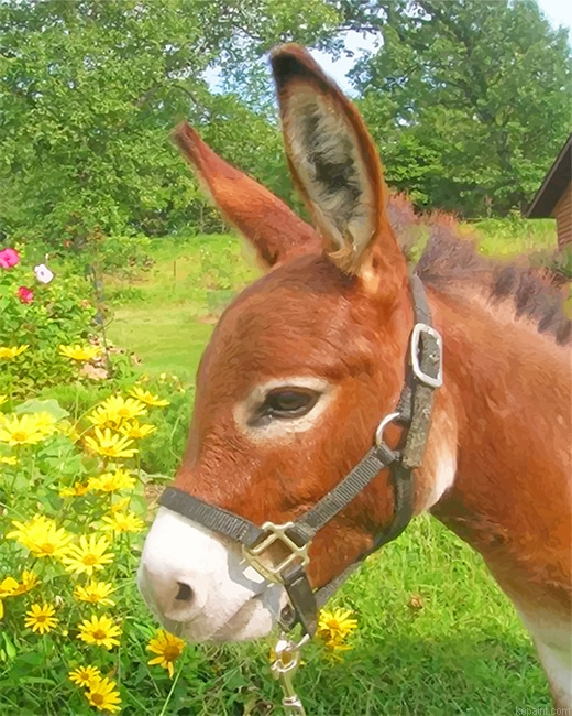Donkey In Flowers Field New Painting By Numberss.png