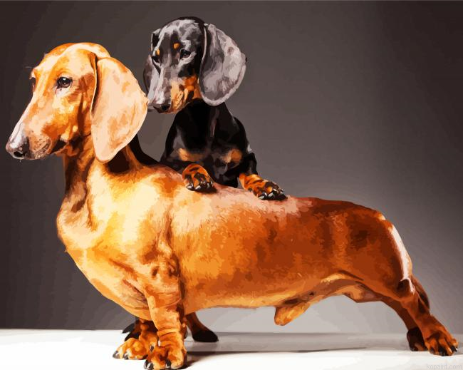 Doxie Daschsund Dogs Paint By Numbers