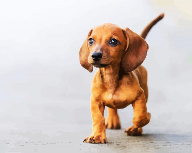Doxie Daschsund Puppy Animal Paint By Numbers.png