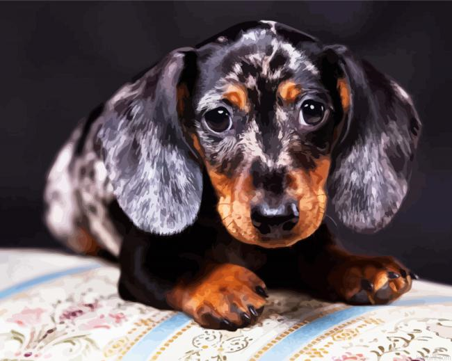Doxie Daschsund Puppy Paint By Numbers.png
