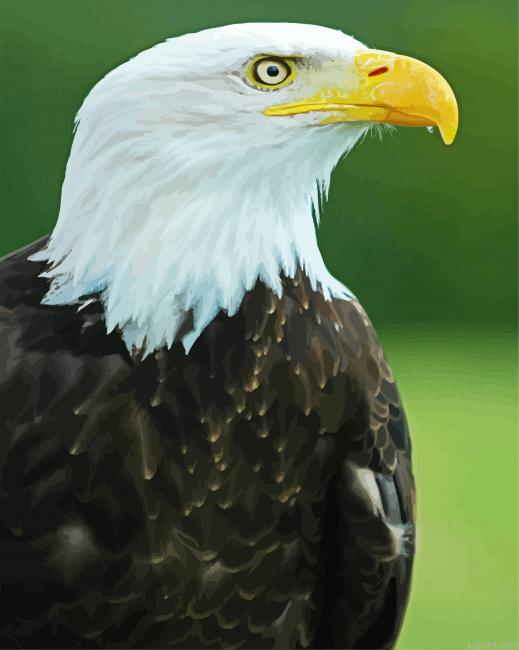 Eagle Bird Aquila Painting By Numberss.png