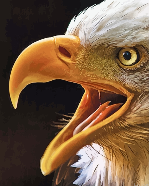 Eagle Eyes Painting By Numberss.png
