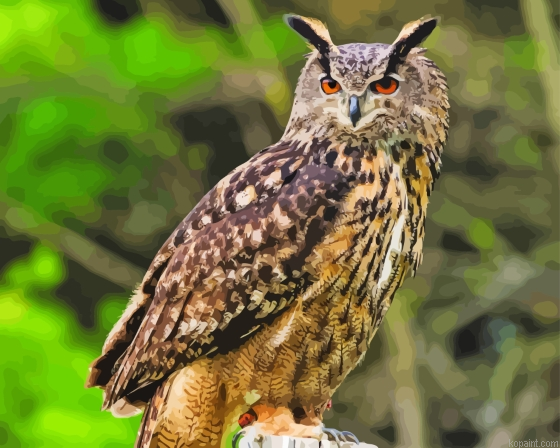 Eagle Owl Bird Painting By Numberss.png