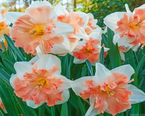 Edinburgh Daffodils Painting By Numberss.png