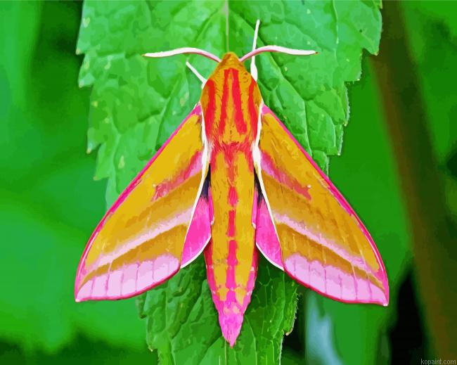 Elephant Hawk Moth Painting By Numberss.png