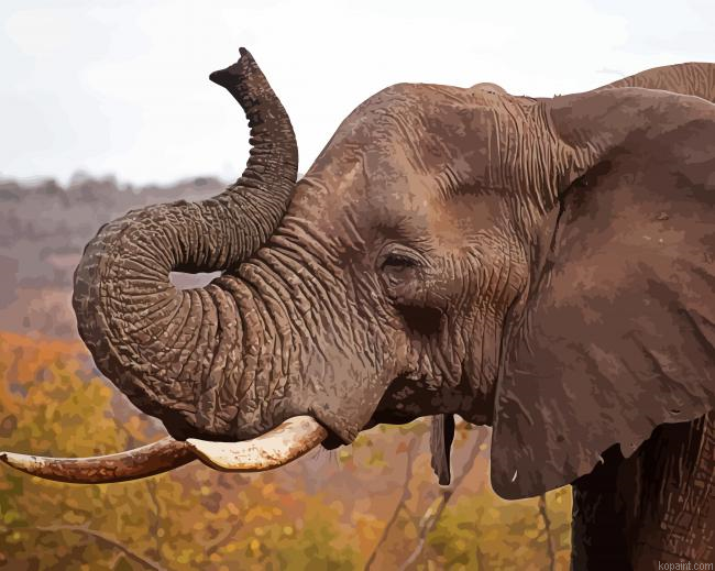 Elephant Head Animal Painting By Numberss.png