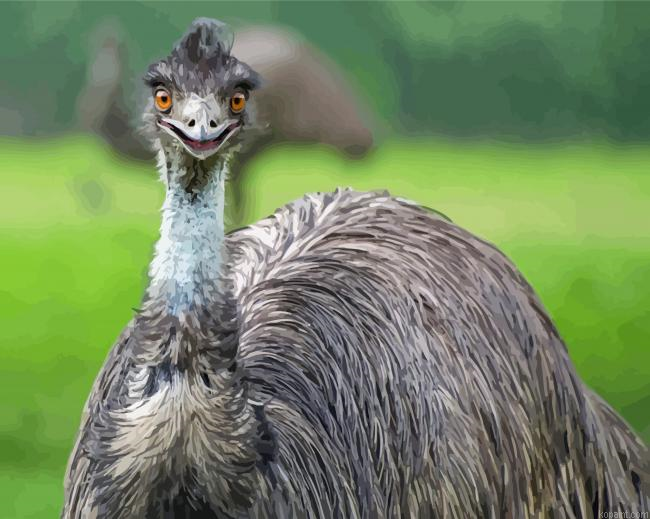 Emu Bird Painting By Numberss.png