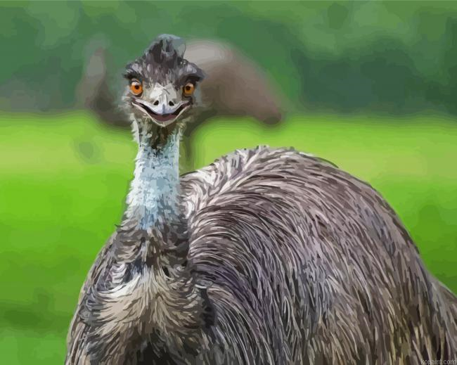 Emus Bird Animal Painting By Numberss.png