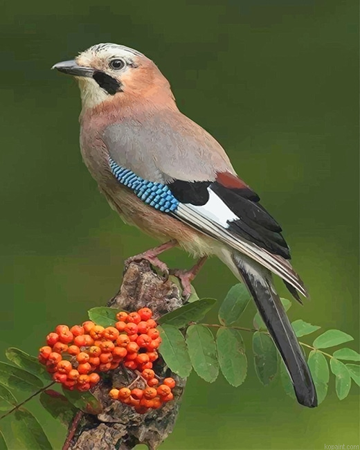 Eurasian Jay Bird New Painting By Numberss.png