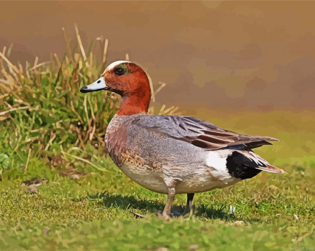 Eurasian Wigeon Male Paint By Numbers.png