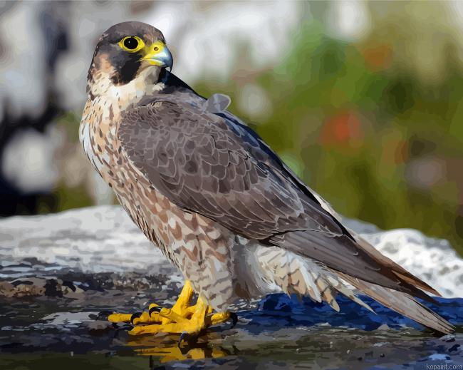 Falcon Bird Animal Painting By Numberss.png