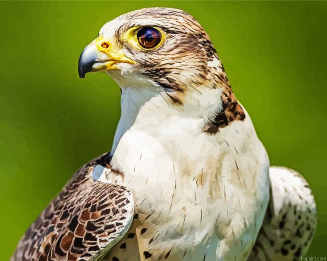 Falcon Bird Painting By Numberss.png