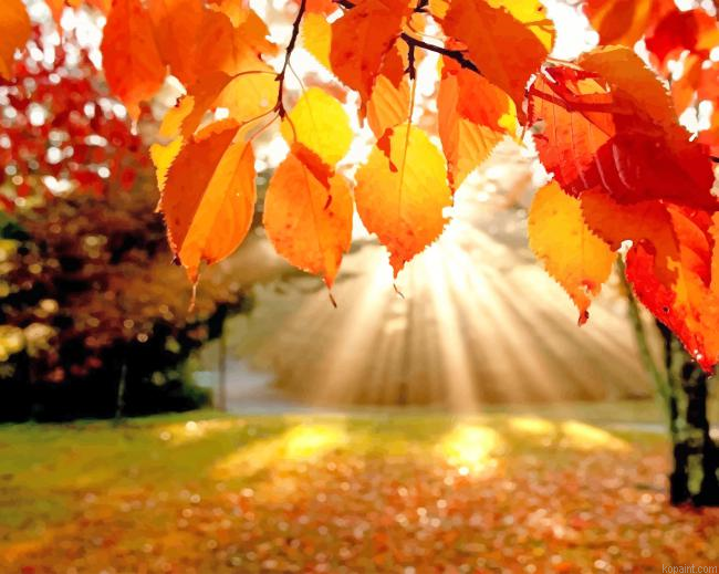 Fall Leaves Background New Painting By Numberss.png