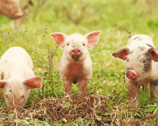 Farming And Baby Pigs Painting By Numberss.png
