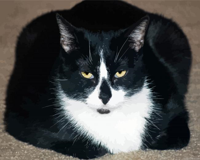 Fat Tuxedo Cat Paint By Numbers