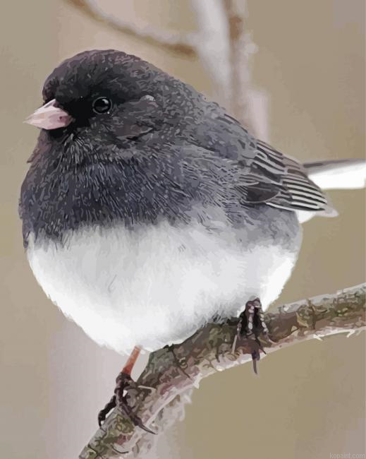 Fat Wild Bird Painting By Numberss.png